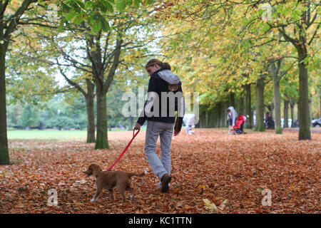 London, Vereinigtes Königreich. Am 1. Oktober 2017. Eine Dame geht ein fünf Monate altes cockapoo Welpen im Herbst Blätter in Greenwich Park. Rob Powell/Alamy leben Nachrichten Stockfoto