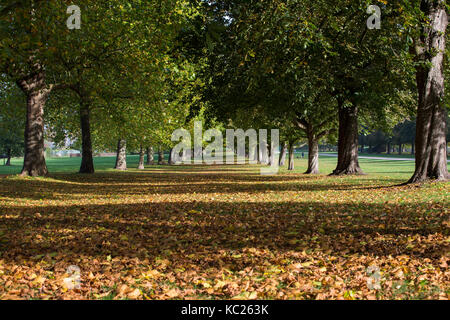 Windsor, Großbritannien. 2. Oktober, 2017. Am frühen Morgen Sonnenlicht fällt über Blätter zu Beginn der Herbst von Rosskastanie und London Platanen neben der Langen fiel im Windsor Great Park entfernt. Credit: Mark Kerrison/Alamy leben Nachrichten Stockfoto