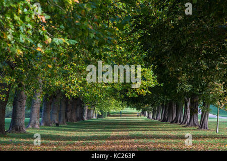 Windsor, Großbritannien. 2. Oktober, 2017. Am frühen Morgen Sonnenlicht fällt über Blätter zu Beginn der Herbst von Rosskastanie und London Platanen neben der Langen fiel im Windsor Great Park entfernt. Credit: Mark Kerrison/Alamy leben Nachrichten Stockfoto