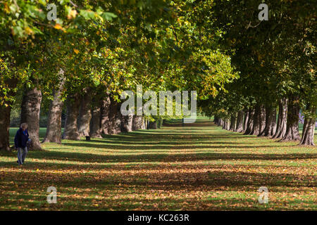 Windsor, Großbritannien. 2. Oktober, 2017. Am frühen Morgen Sonnenlicht fällt über Blätter zu Beginn der Herbst von Rosskastanie und London Platanen neben der Langen fiel im Windsor Great Park entfernt. Credit: Mark Kerrison/Alamy leben Nachrichten Stockfoto