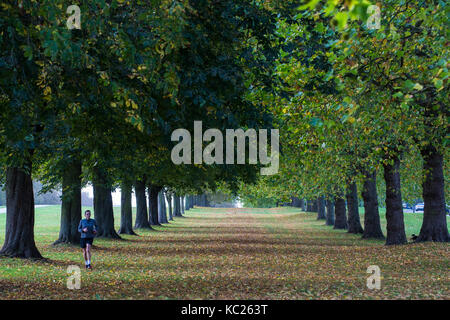 Windsor, Großbritannien. 2. Oktober, 2017. Am frühen Morgen Sonnenlicht fällt über Blätter zu Beginn der Herbst von Rosskastanie und London Platanen neben der Langen fiel im Windsor Great Park entfernt. Credit: Mark Kerrison/Alamy leben Nachrichten Stockfoto