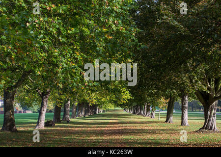 Windsor, Großbritannien. 2. Oktober, 2017. Am frühen Morgen Sonnenlicht fällt über Blätter zu Beginn der Herbst von Rosskastanie und London Platanen neben der Langen fiel im Windsor Great Park entfernt. Credit: Mark Kerrison/Alamy leben Nachrichten Stockfoto