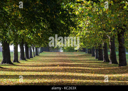 Windsor, Großbritannien. 2. Oktober, 2017. Am frühen Morgen Sonnenlicht fällt über Blätter zu Beginn der Herbst von Rosskastanie und London Platanen neben der Langen fiel im Windsor Great Park entfernt. Credit: Mark Kerrison/Alamy leben Nachrichten Stockfoto