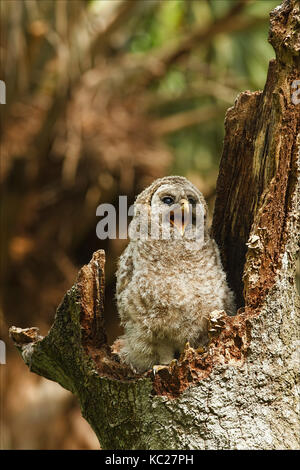 Jugendliche Eule Gähnen gesperrt Stockfoto