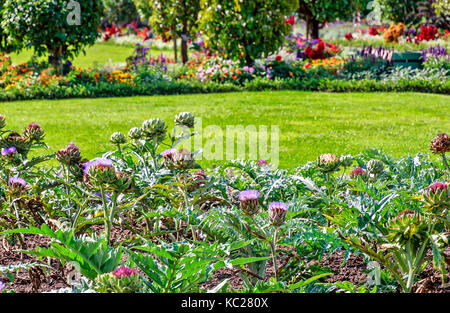 Artischocke Bett in bunten Sommergarten Stockfoto