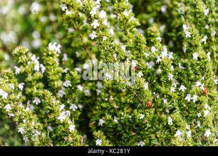 Herzhafte Anlage - Winter-bohnenkraut grasartige Pflanze (Satureja hortensis) Stockfoto