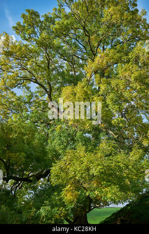 Esche baum im Herbst Farben von River Wharfe. Zu Fuß Süd-ost auf dalesway von burnsall in Richtung drebley entlang River Wharfe. wharfedale Stockfoto