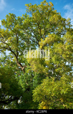 Esche baum im Herbst Farben von River Wharfe. Zu Fuß Süd-ost auf dalesway von burnsall in Richtung drebley entlang River Wharfe. wharfedale Stockfoto