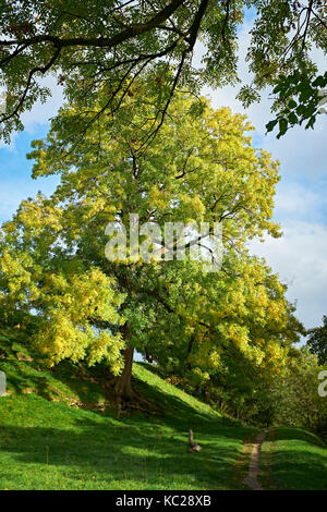 Esche baum im Herbst Farben von River Wharfe. Zu Fuß Süd-ost auf dalesway von burnsall in Richtung drebley entlang River Wharfe. wharfedale Stockfoto