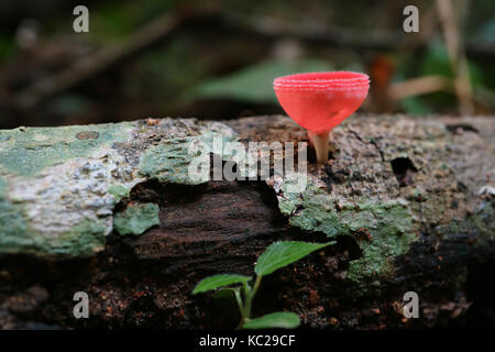 Rote Schale Pilze oder Champagner Glas Pilzzucht auf dem Holz, Regenwald in Thailand Stockfoto