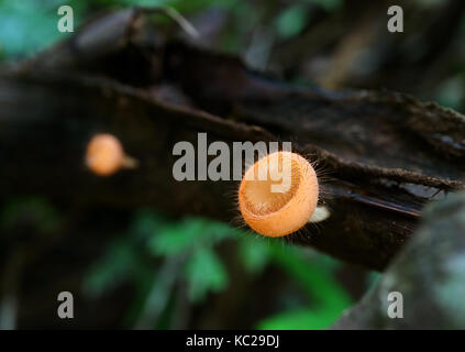Wimpern Schale Pilze auf Verfallenen Log im Nationalpark von Thailand, selektiver Fokus und unscharfen Hintergrund Stockfoto