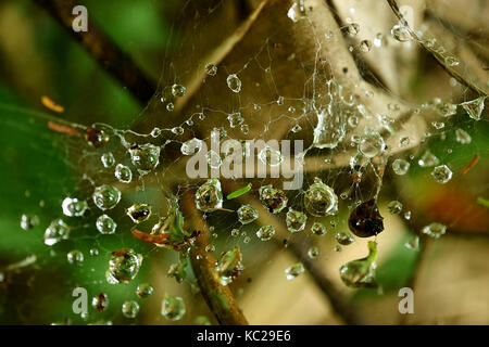 Die Wassertropfen auf Spinnennetz im tropischen Regenwald von Thailand geschlossen. Stockfoto