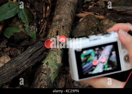 Die weibliche Hand, die eine Kamera zum Bild der Roten Schale Pilze wachsen auf Holz im Regenwald in Thailand Stockfoto