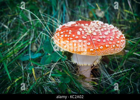 Nahaufnahme eines Amanita giftige Pilze in der Natur, Valsassina, Italien Stockfoto