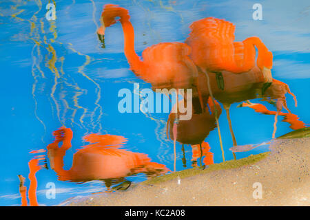 Impressionistischen Reflexionen von Flamingos auf einem See. Stockfoto