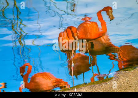 Impressionistischen Reflexionen von Flamingos auf einem See. Stockfoto