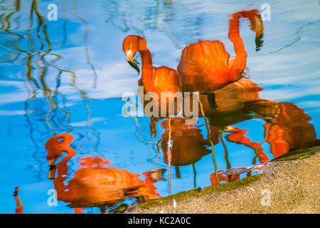 Impressionistischen Reflexionen von Flamingos auf einem See. Stockfoto