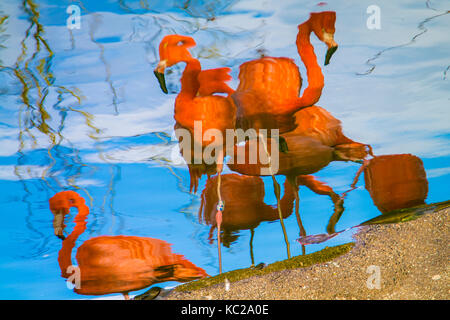 Impressionistischen Reflexionen von Flamingos auf einem See. Stockfoto