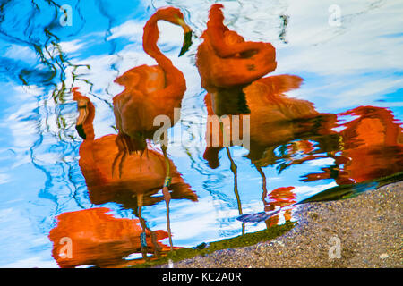 Impressionistischen Reflexionen von Flamingos auf einem See. Stockfoto