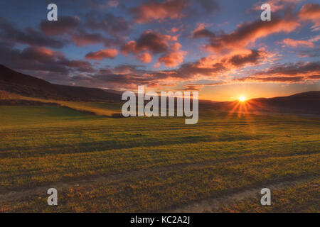 Kleines Getreide Pflanzen bei Sonnenaufgang im Frühling Stockfoto