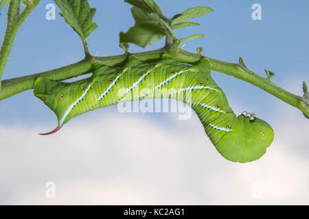 Raupe mit Hainentraubenwurm Moth oder Carolina Sphinx Moth (Manduca Sexta), Ames, Iowa, USA Stockfoto