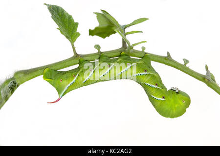 Tabakkäfer Motten oder Carolina Sphinx Moth (Manduca sexta) Caterpillar, auf weißem Hintergrund. Stockfoto