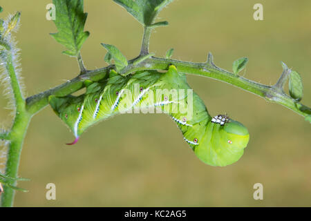 Raupe mit Hainentraubenwurm Moth oder Carolina Sphinx Moth (Manduca Sexta), Ames, Iowa, USA Stockfoto