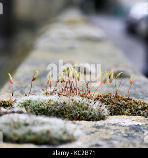 Moosgrün spore Kapseln auf rote Stiele auf sandsteinmauer verschwommenen Hintergrund Stockfoto