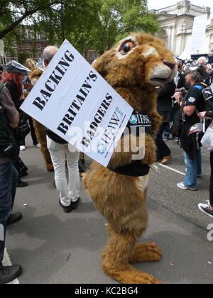 Anti-Badger Cull März 1. Juni 2013 Stockfoto