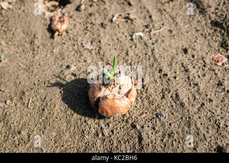 Zwiebel in ein Feld Stockfoto