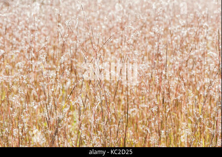 Little bluestem in einem Feld Stockfoto