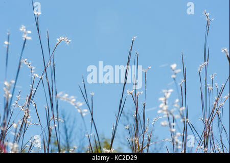 Little bluestem im Himmel Stockfoto