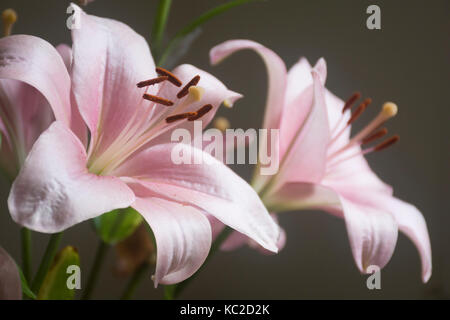 Rosa Lilium oder Lilien Blumen auf einem dunklen Hintergrund Stockfoto