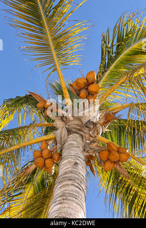 Coconut Tree in Mexiko gegen den blauen Himmel Stockfoto