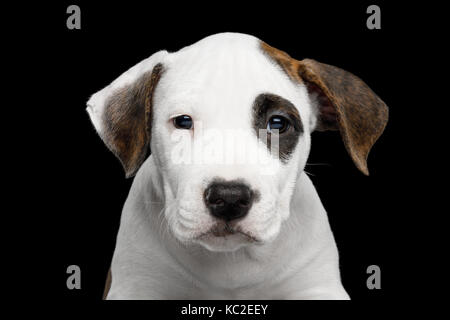 Close-up Portrait eines American Staffordshire Terrier Welpen, an der Kamera auf Isolierte schwarze Hintergrund suchen, Vorderansicht Stockfoto