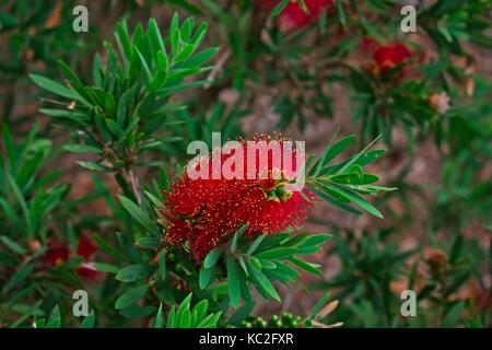 Australian native bottlebrush Blume Stockfoto