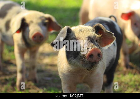 Ferkel, Naturpark Lonjsko Polje, Kroatien Stockfoto