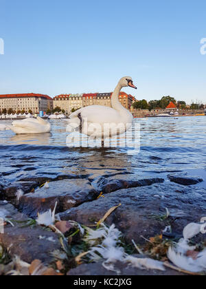 Höckerschwan steht in der Nähe der River Edge in Prag, mit einem komischen Bein und Federn im Vordergrund Felsen verstreut, Prag Gebäude im Hintergrund. Mobile Phon Stockfoto