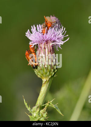 Red soldier Beetle - Rhagonycha fulva auf creeping Thistle - Cirsium arvense Stockfoto