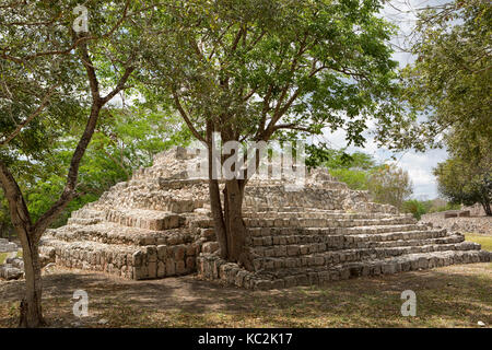 Baum wächst aus einem kleineren Pyramide Die edzna archäologische Stätte in Campeche, Mexiko Stockfoto