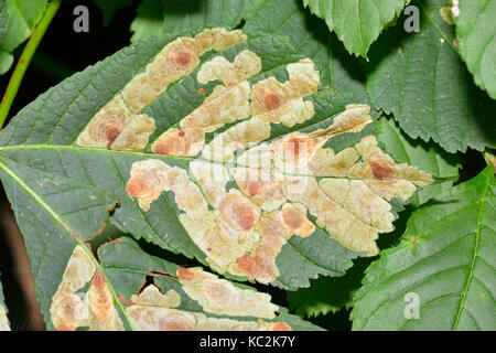 Horse-Chestnut leaf-miner cameraria ohridella Micro-moth leaf Mines auf Pferd - Kastanie - Aesculus hippocastanum Stockfoto