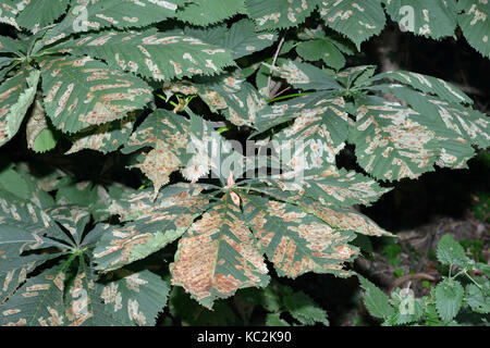 Horse-Chestnut leaf-miner cameraria ohridella Micro-moth leaf Mines auf Pferd - Kastanie - Aesculus hippocastanum Stockfoto