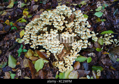 Hunderte von kleinen Wäldern Pilze im Woodlands Uk wachsende Stockfoto