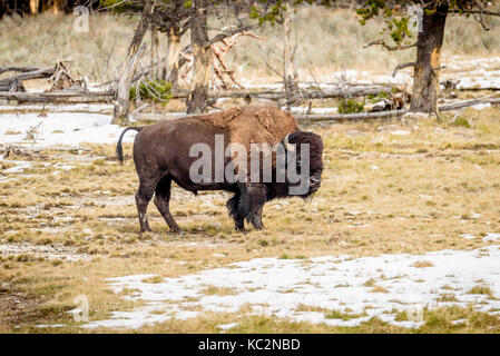 Bison Portrait auf der Yellowstone National Park in Wyoming Stockfoto