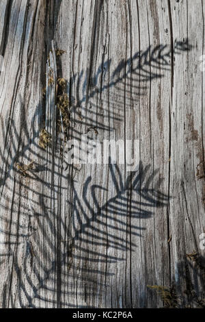 Rotwild Farn, Blechnum spicant, Schatten auf das Korn eines Wetter alte Nadelbaum stumpf in den Hoh Regenwald, entlang der Hoh River Trail in der Olympischen Nat Stockfoto