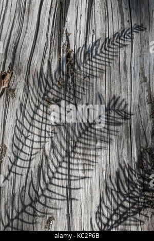 Rotwild Farn, Blechnum spicant, Schatten auf das Korn eines Wetter alte Nadelbaum stumpf in den Hoh Regenwald, entlang der Hoh River Trail in der Olympischen Nat Stockfoto