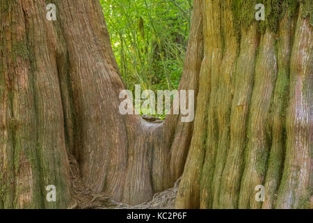 WESTERN redCedar, Thuja plicate, entlang Hoh River Trail zum Blue Glacier, Olympic National Park, Washington State, USA Stockfoto