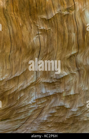 Maserung eines toten Baumes entlang des Hoh River Trail zum Blue Glacier, Olympic National Park, Washington State, USA Stockfoto