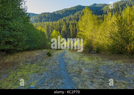 Hoh River Trail zum Blue Glacier, Olympic National Park, Washington State, USA Stockfoto