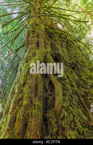 Western Hemlock, Tsuga heterophylla, dass durch das Sprießen und Wachsen auf einem großen und jetzt tot Western redcedar, Thuja plicata, im H vorwärtsgekommen ist Stockfoto